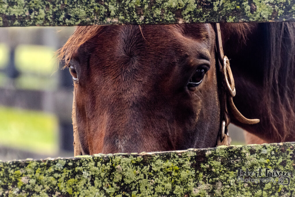 Through the Fence