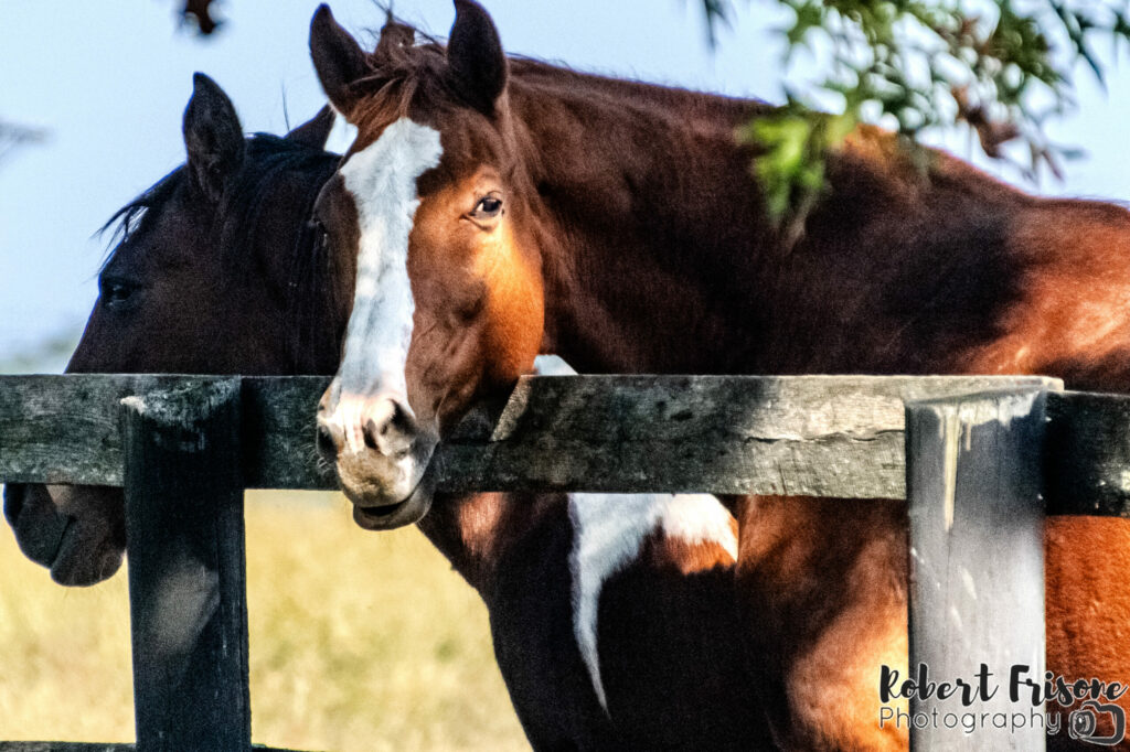 Two Horses on a Fence