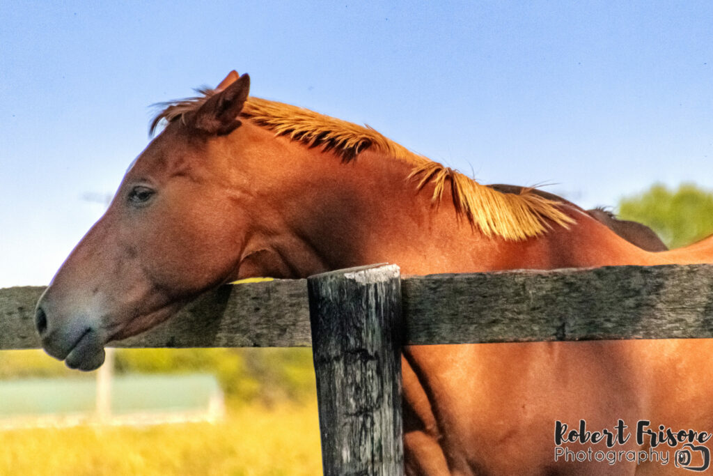 Fence Friend