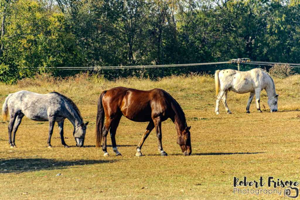 Grazing Trio