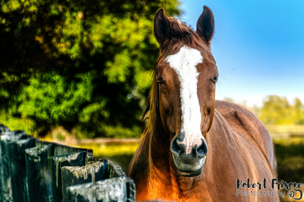 Curious Horse