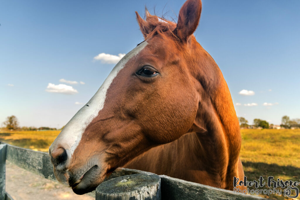 Horse Close Up