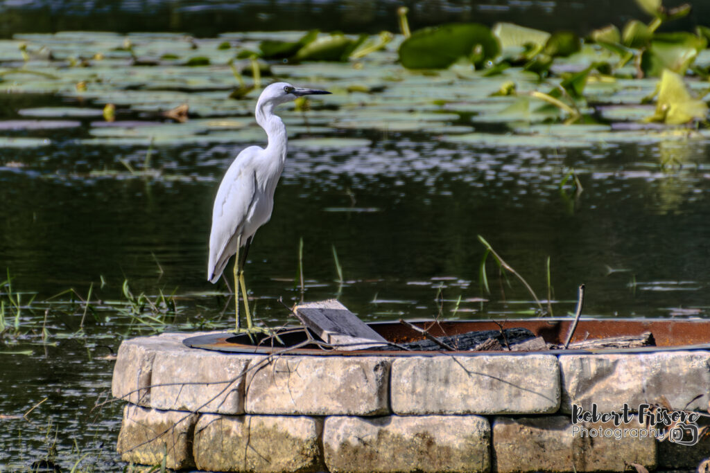 Great Egret on a Firepit