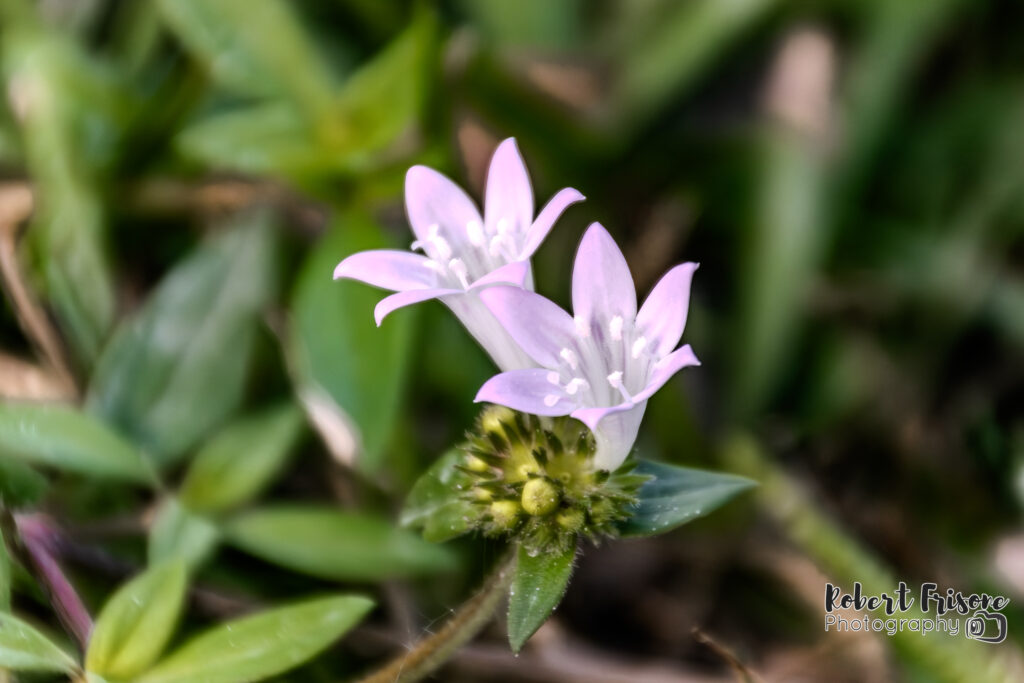 Purple Blooms