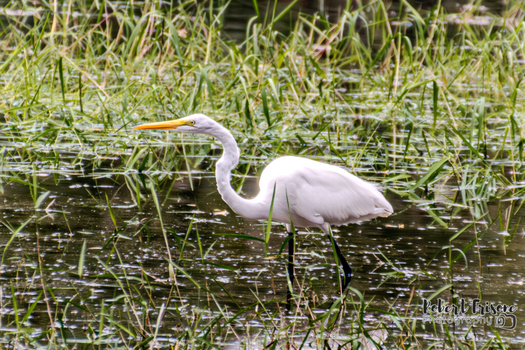 Wading Great Egret