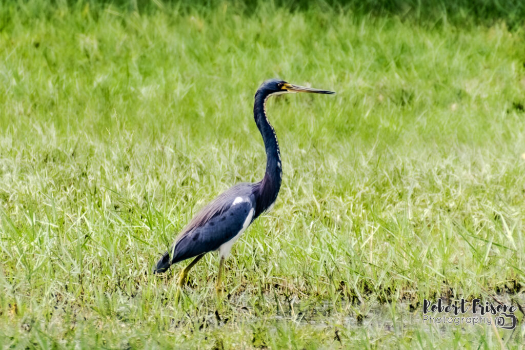 Tricolored Heron