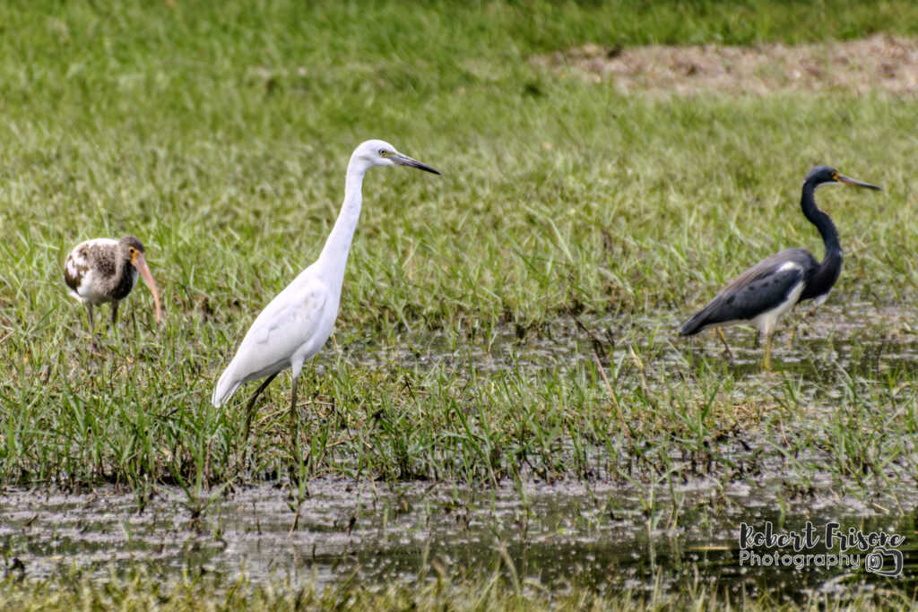 Wading Bird Flock