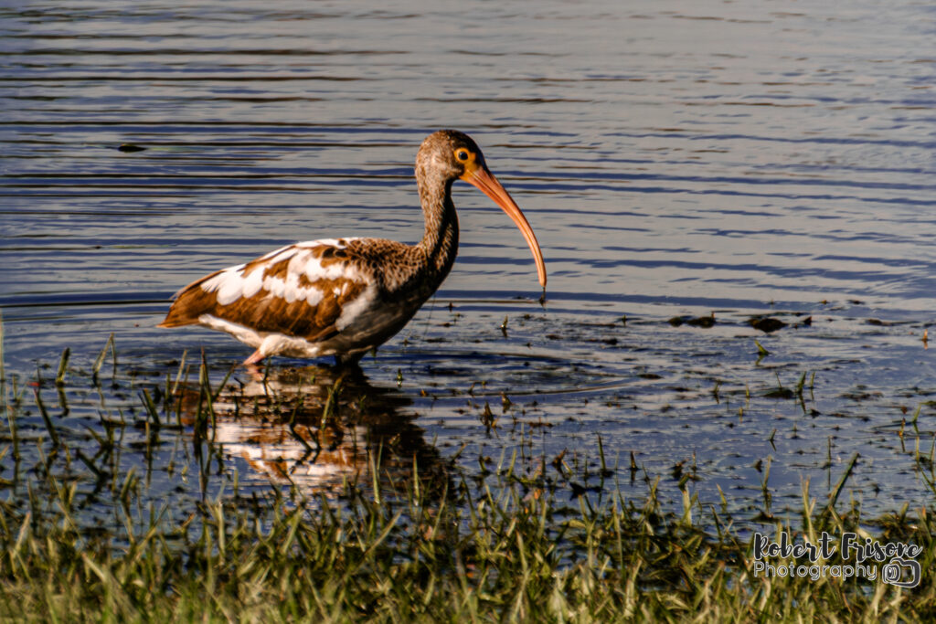 Young White Ibis