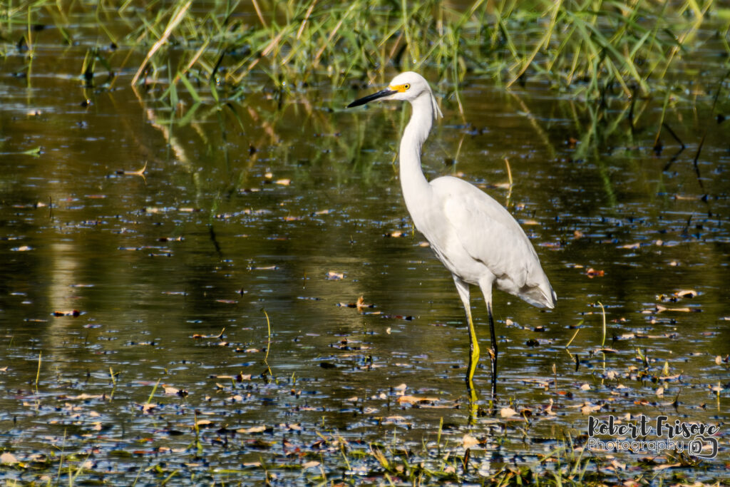 Snowy Egret