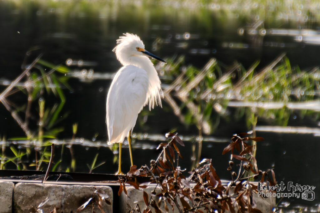 Puffed Up