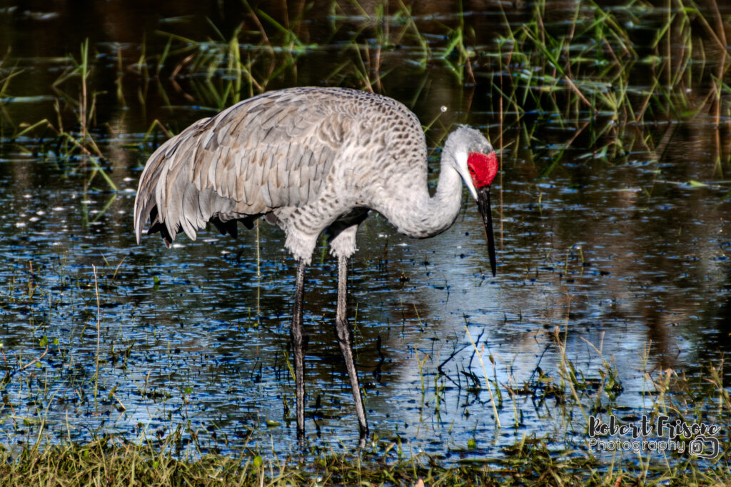 Hunting for Lunch