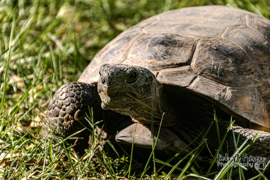 Gopher Tortoise