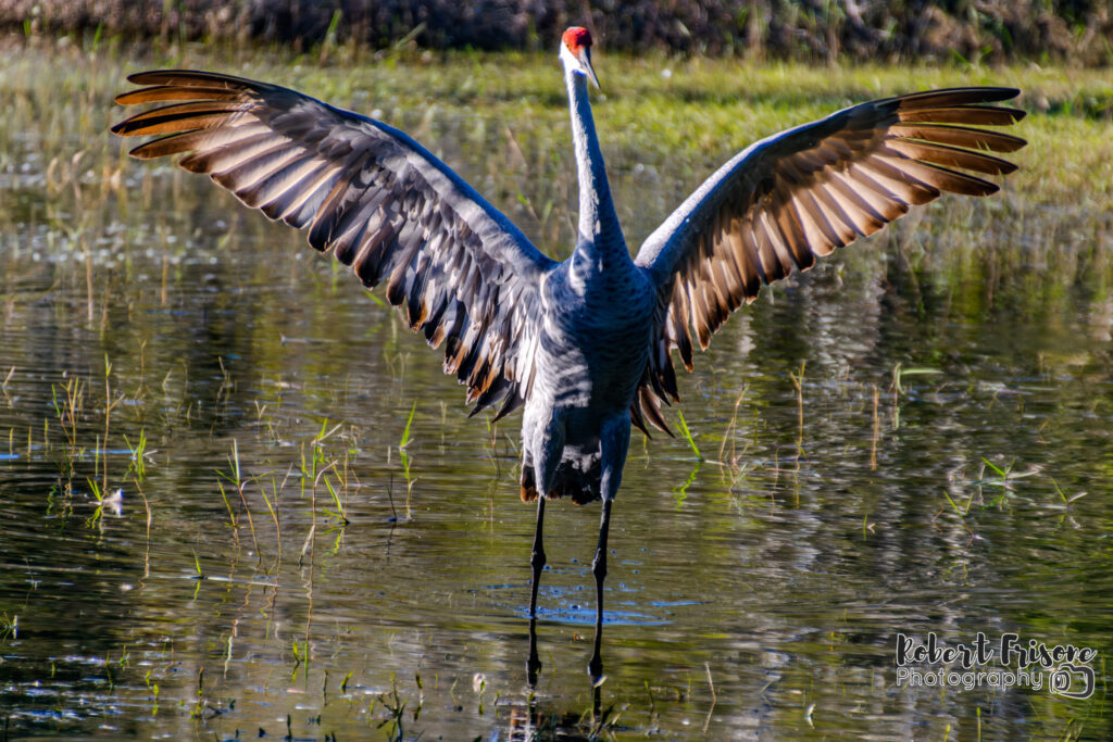 Wingspan