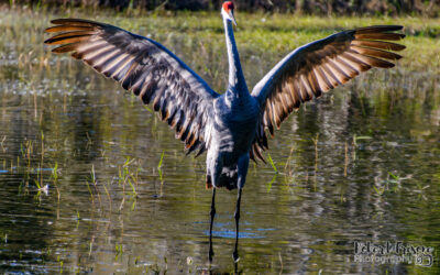 Birds and Beasts at North Pointe