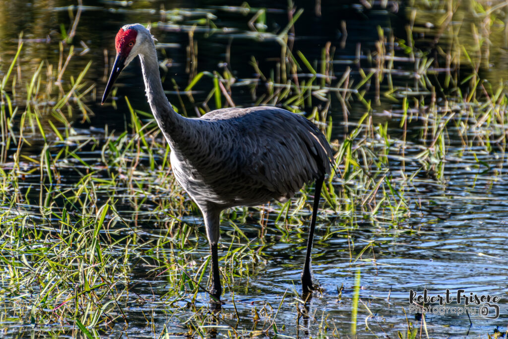 Wading Crane