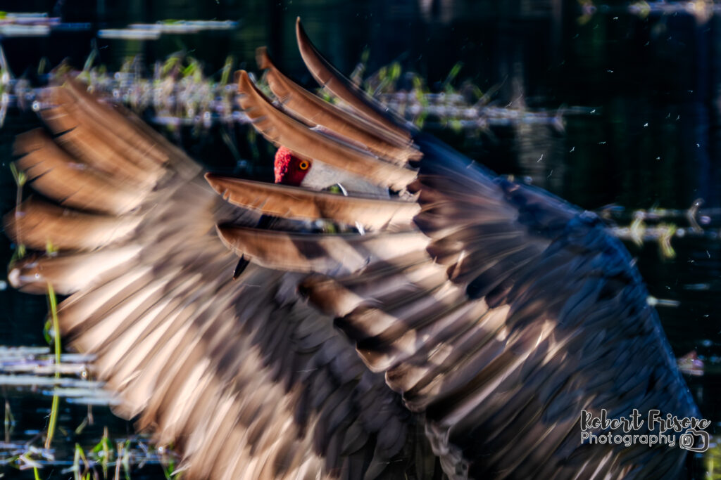 Peeking Through the Feathers